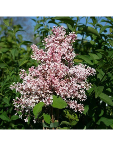 Lilak drobnolistny Superba Syringa microphylla