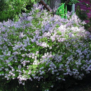 Lilak drobnolistny Superba Syringa microphylla 2