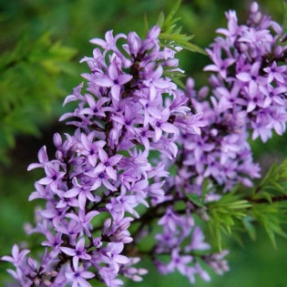 Lilak afgański Syringa protolaciniata