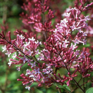 Red Pixie Syringa Lilak
