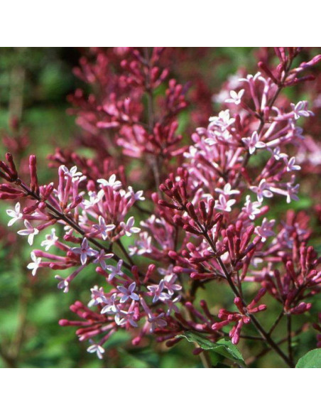 Red Pixie Syringa Lilak