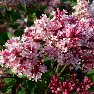Red Pixie Syringa Lilak 2