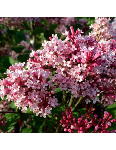 Lilak Red Pixie Syringa