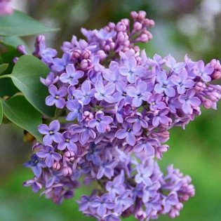 Syringa vulgaris Lilak pospolity