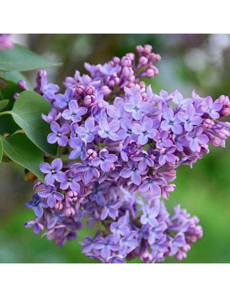 Syringa vulgaris Lilak pospolity