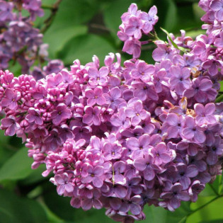 Syringa vulgaris Lilak pospolity 2