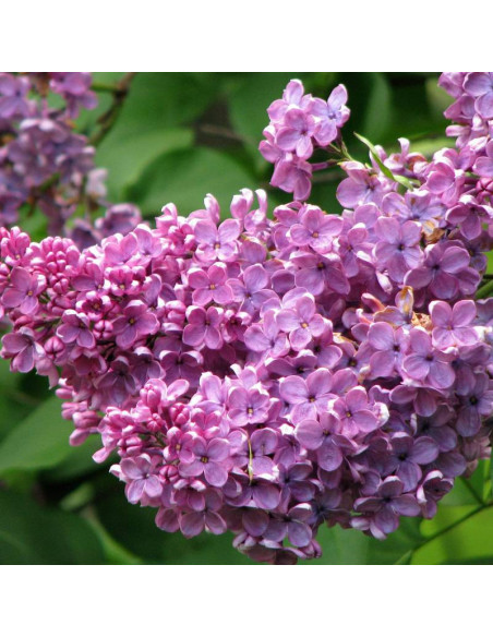 Lilak pospolity Syringa vulgaris