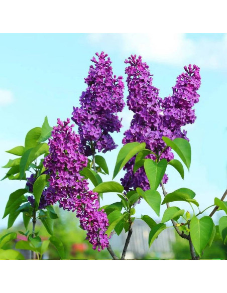 Lilak pospolity Syringa vulgaris - Szkółka Florela