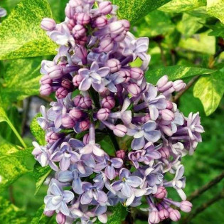 Aucubaefolia Syringa vulgaris Lilak pospolity