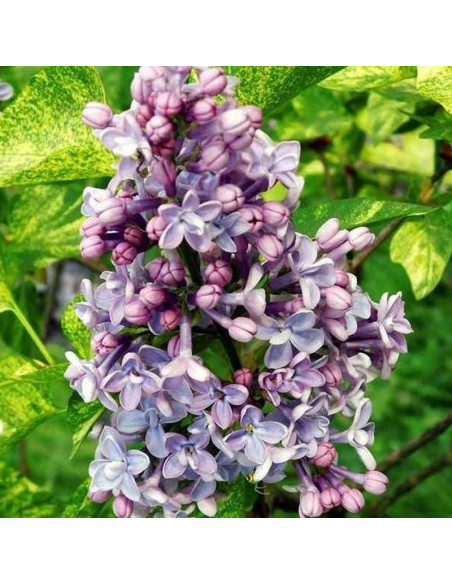 Aucubaefolia Syringa vulgaris Lilak pospolity