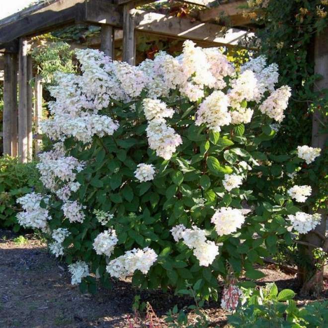 Unique Hortensja bukietowaHydrangea paniculata
