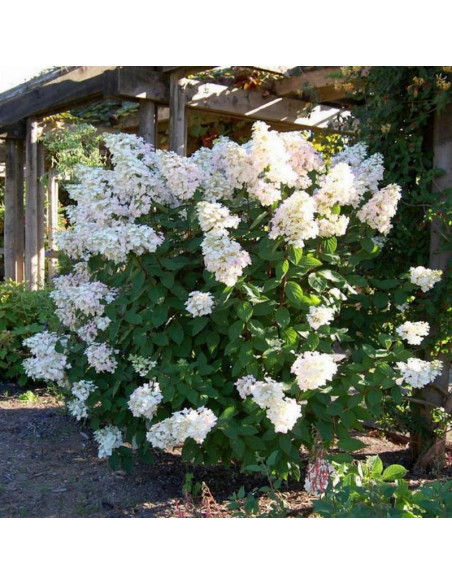 Unique Hortensja bukietowaHydrangea paniculata
