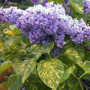 Aucubaefolia Syringa vulgaris Lilak pospolity 2