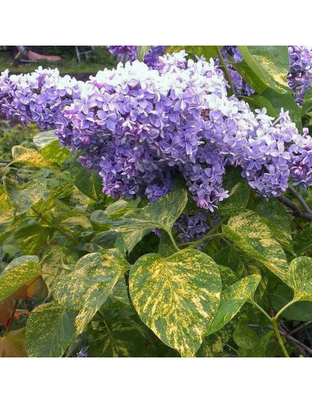 Lilak pospolity Aucubaefolia Syringa vulgaris