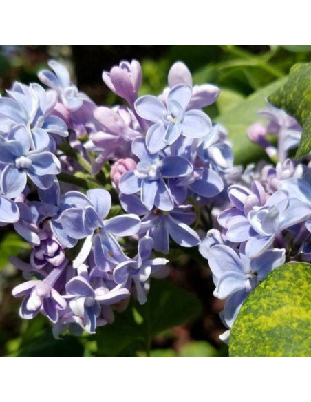 Lilak pospolity Aucubaefolia Syringa vulgaris - Szkółka Florela