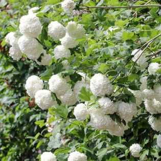 Kalina koralowa Pohjan Neito Viburnum opulus