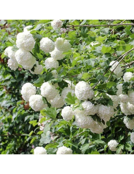 Kalina koralowa Pohjan Neito Viburnum opulus