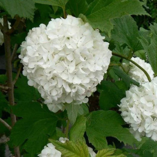 Kalina koralowa Pohjan Neito Viburnum opulus 2
