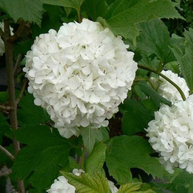 Pohjan Neito Viburnum opulus Kalina koralowa