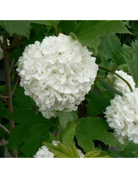 Pohjan Neito Viburnum opulus Kalina koralowa