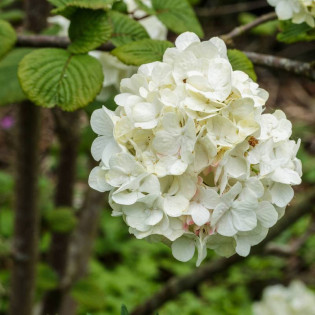 Kalina japońska Grandiflorum Viburnum plicatum