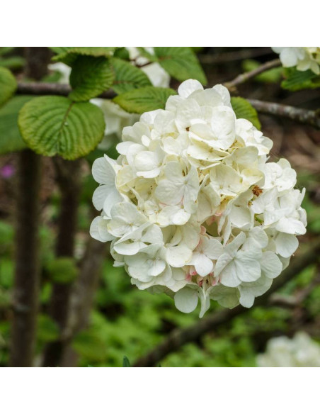 Kalina japońska Grandiflorum Viburnum plicatum