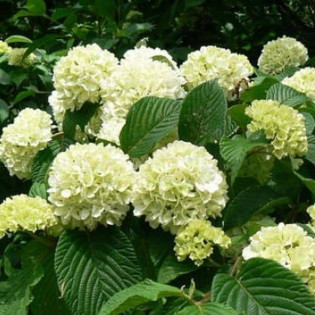 Kalina japońska Grandiflorum Viburnum plicatum 2