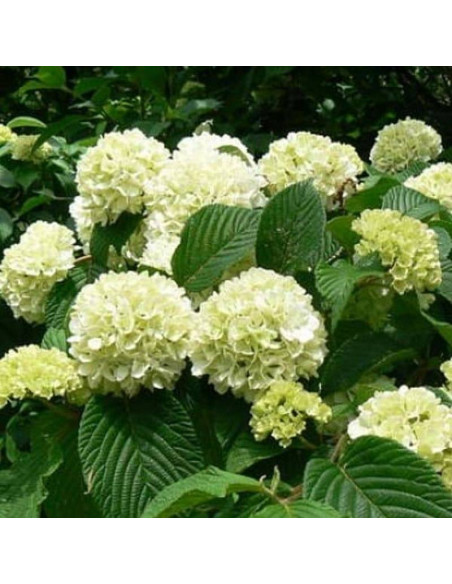 Grandiflorum Viburnum plicatum Kalina japońska