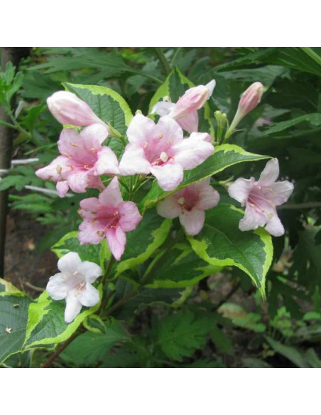 Krzewuszka Caricature Weigela florida