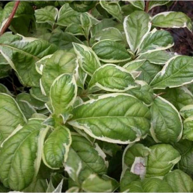 Caricature Weigela florida Krzewuszka