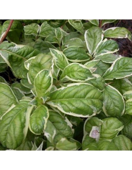 Caricature Weigela florida Krzewuszka