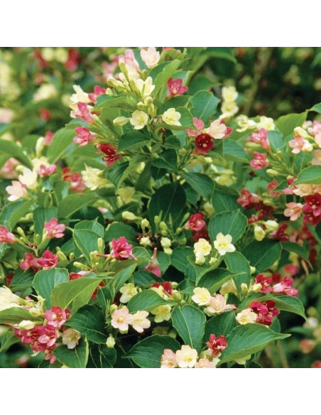 Krzewuszka Marjorie Weigela florida