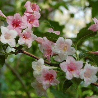 Krzewuszka Marjorie Weigela florida 2