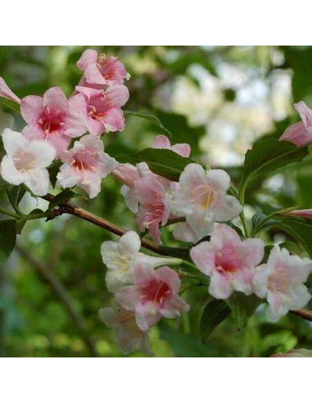 Marjorie Weigela florida Krzewuszka