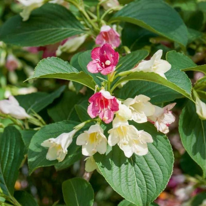 Krzewuszka Marjorie Weigela florida - Szkółka Florela