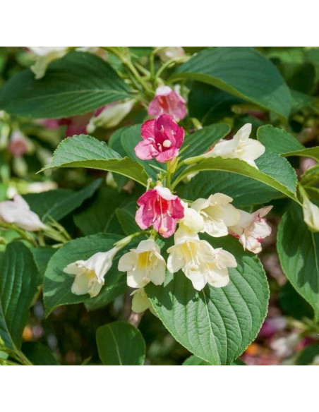 Krzewuszka Marjorie Weigela florida - Szkółka Florela