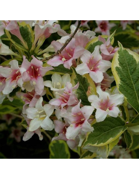 Sunny Princess Weigela florida Krzewuszka