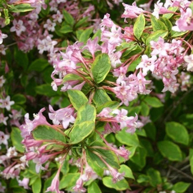 Krzewuszka  Sunny Princess Weigela florida