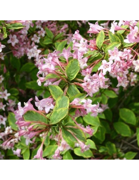 Krzewuszka  Sunny Princess Weigela florida
