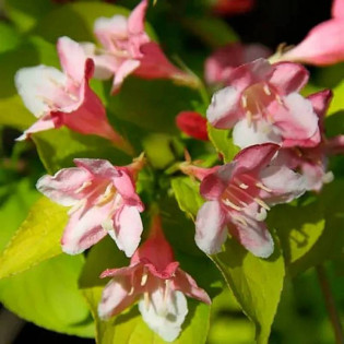Looymansii Aurea Weigela Krzewuszka
