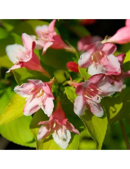 Looymansii Aurea Weigela Krzewuszka