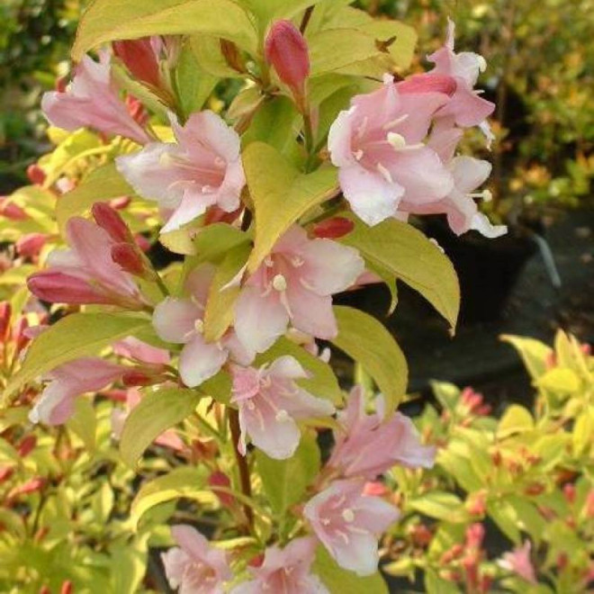 Krzewuszka Looymansii Aurea Weigela