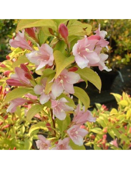 Krzewuszka Looymansii Aurea Weigela