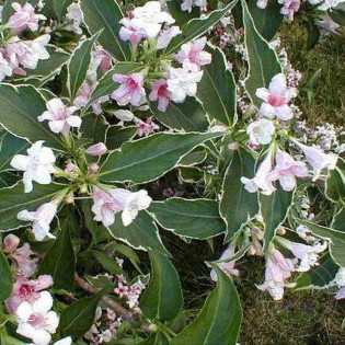 Krzewuszka Splendid Weigela