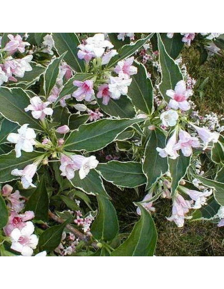 Krzewuszka Splendid Weigela