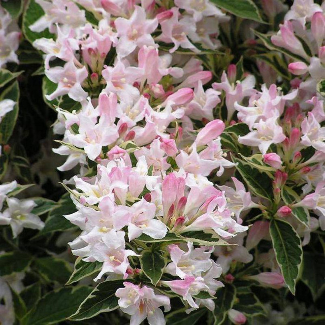 Splendid Weigela Krzewuszka
