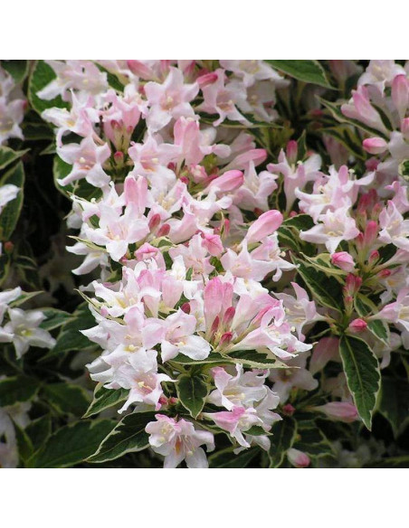 Splendid Weigela Krzewuszka