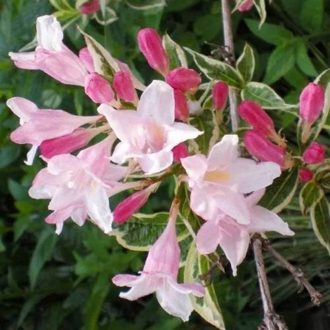 Krzewuszka Splendid Weigela - Szkółka Florela