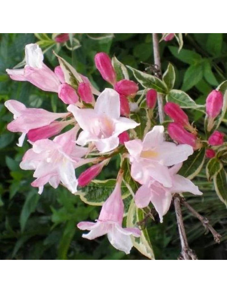 Krzewuszka Splendid Weigela - Szkółka Florela