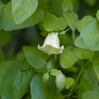 Codonopsis pilosula Dzwonkowiec kosmaty